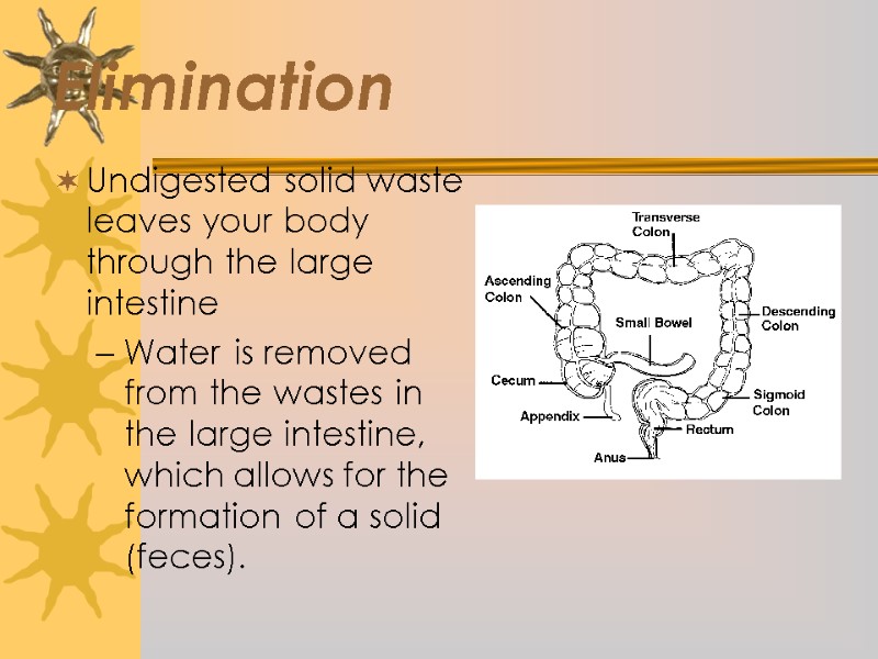 Elimination Undigested solid waste leaves your body through the large intestine Water is removed